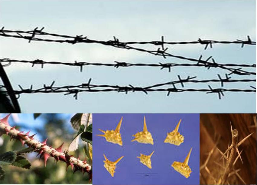 ரசிகன் எண்ணம்