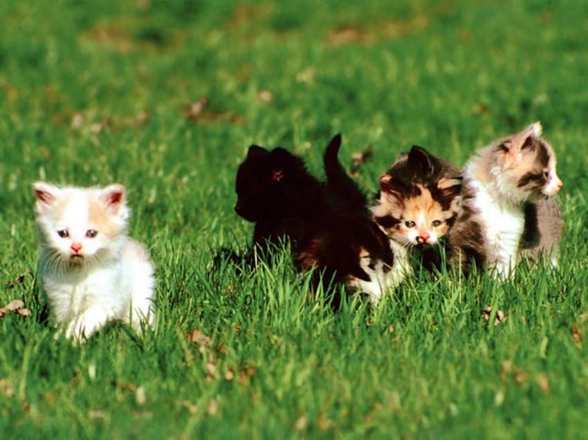 satheesh ravichandran எண்ணம்