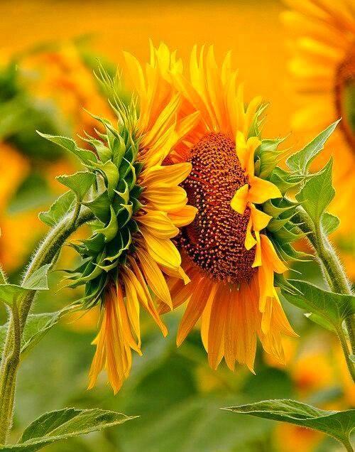 Shyamala Rajasekar எண்ணம்