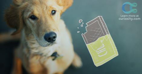 Umai எண்ணம்