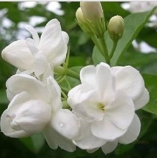 Venkatachalam Dharmarajan எண்ணம்