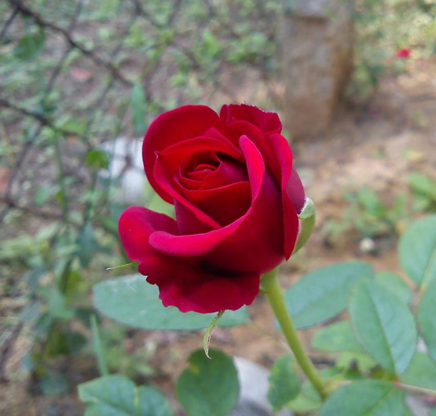 sahanadhas எண்ணம்