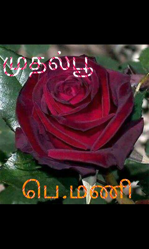 முதல்பூ எண்ணம்