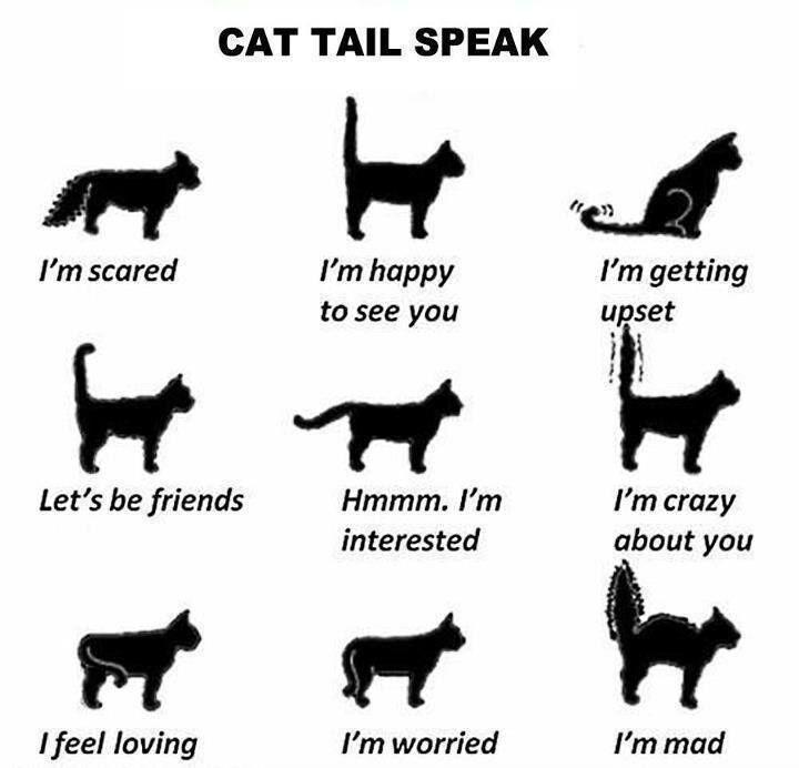 Puunthalir எண்ணம்