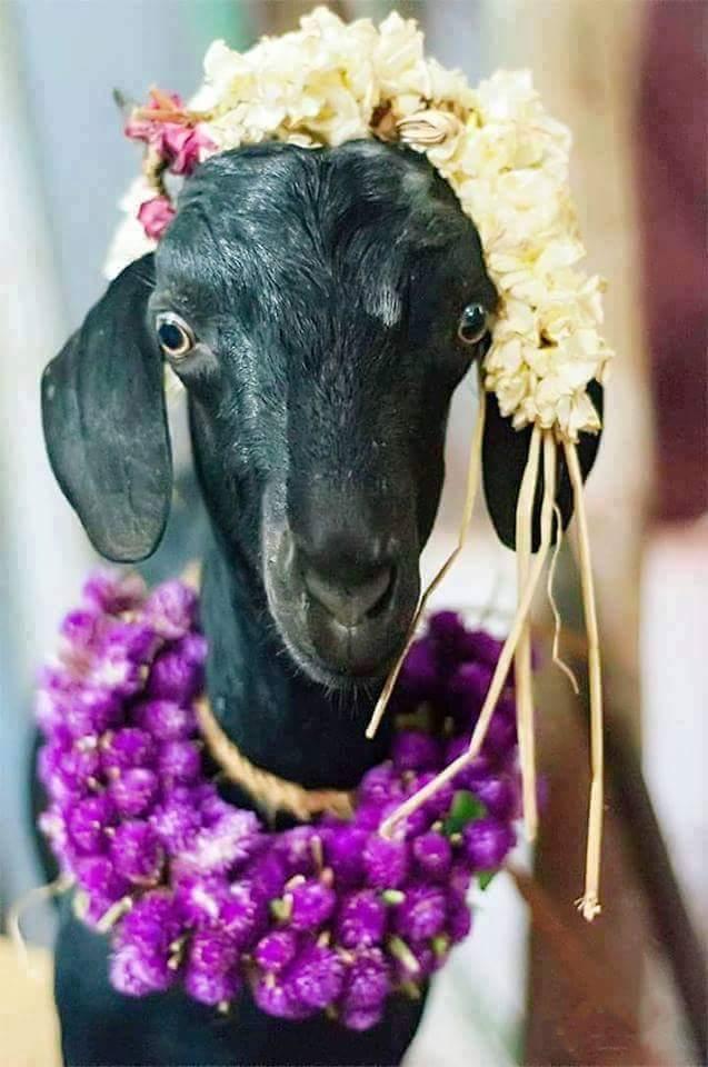 Shreegoutham எண்ணம்