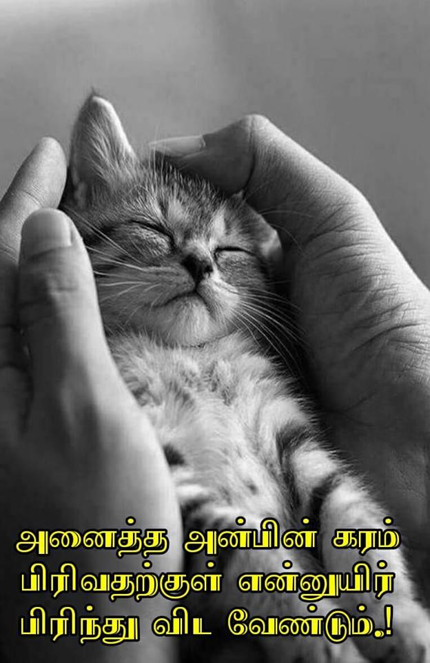 ijmani எண்ணம்