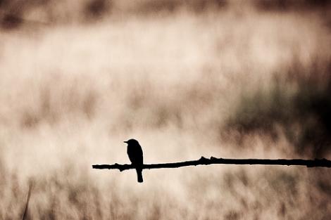 கலி விருத்தம்