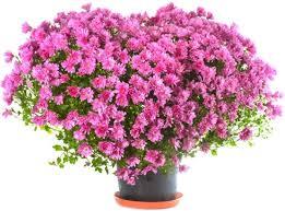 Image result for flowers image