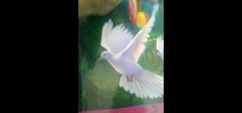 விடியலை நோக்கி 