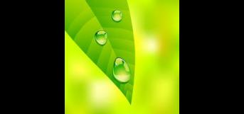 பனித் துளி