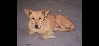 குரை படு பொருள்....