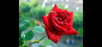 ரோஜா மலரை  அல்ல