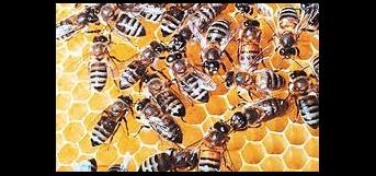 கூட்டணி