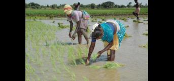 நெல்மணியும் பெண்மணியும் 