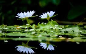 மரத்தின் மீதுதான் வேதாளம் ஏறனுமா  ஏன் பூங்கொடி மேல் ஏறக் கூடாதா  விக்கிரமாதித்தனே பதில் சொல்