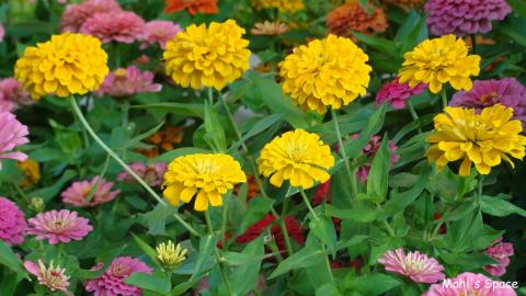 குப்பைவண்டியில் பூக்கள்