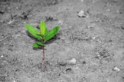 காற்றில் ஆடும் சருகுகள் - 1