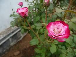 ஆசை ஆசையாய்