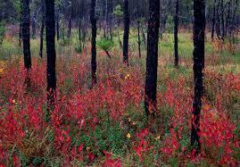 சுயநல மரங்கள்