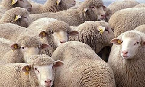 மந்தை ஆடுகள் மந்தை ஆடுகள்