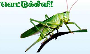 வெட்டுக்கிளி