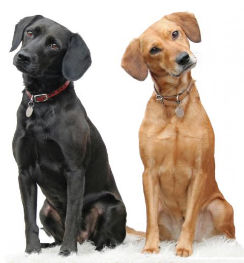 நாய்களே நாய்களே -  கே - எஸ் - கலை