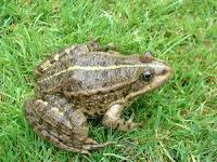 அழிந்து கொண்டிருக்கும் தவளைகள்