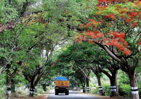 சாலையோர மரங்கள்போல