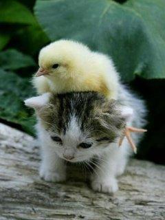 +பழக்கப்படுத்திக்கொள்+