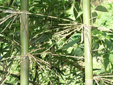 வளர்ப்பு