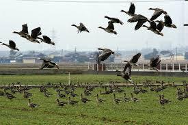 கூட்டிக் கழித்துப் பெருக்கல்
