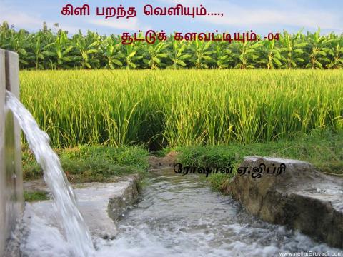 கிளி பறந்த வெளியும்    சூட்டுக் களவட்டியும்      01