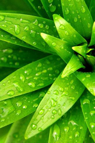 புற்களைத் தழுவிய பனித்துளி