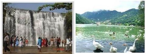 மலை அன்னம்