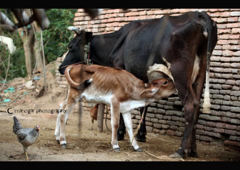 அனுதினமும் வணங்கிடுக