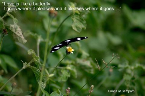 தேடும் தேன்