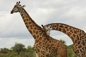 வலி மிகு நேரம்