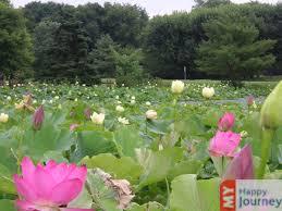 ஒரு குளம் இரு இதயங்கள்