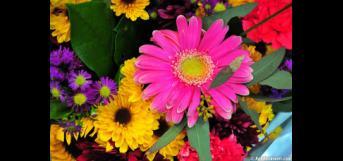 உதிர்ந்த பூக்கள்