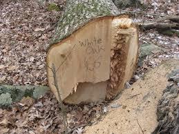 ஹைக்கூ -மரம்