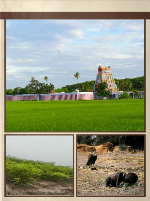 கருவை மரம்