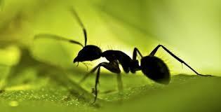 என் எறும்பு