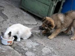 பொறாமை - கற்குவேல்  பா