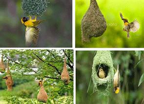 தன்னம்பிக்கைக் குருவிகள் தன்னம்பிக்கைக் குருவிகள்