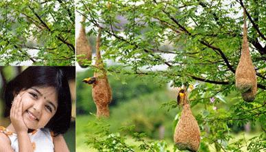 சின்னக் குருவி பார்