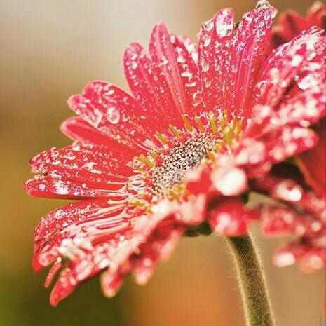 புல்லின் மேல் பனித்துளி