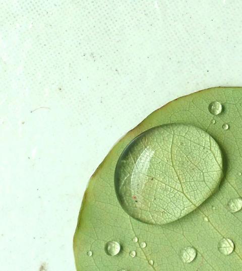 இலைக்கு  ஜோசியமா