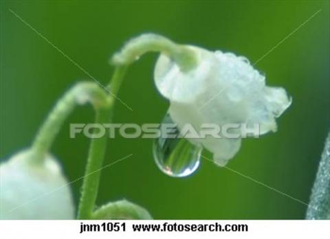 துளிப் பா  பனித் துளி