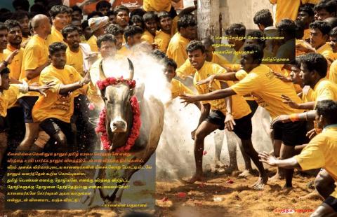 காளையின் பகுமானம்