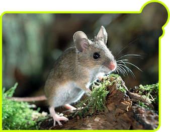 சுண்டெலி